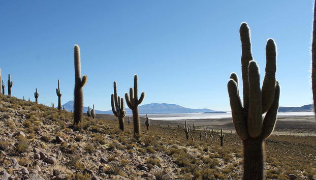 5-day Parinacota and Taapacá Trip - Photo 5, Cacti of the Chilean altiplano