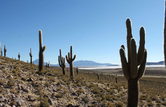 Tour de 5 días por Parinacota y Taapacá - Foto 5