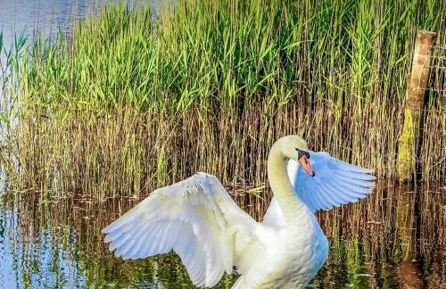 Forest lodge - Foto 73