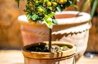 Maison des Chanoines - Foto 27