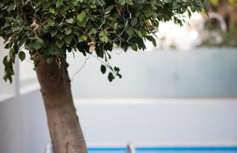 Palmyra Athens - Foto 10