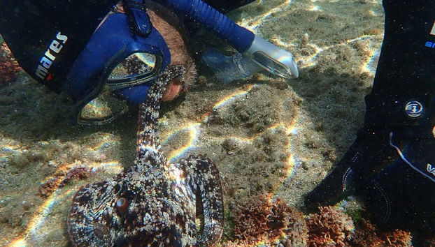 Haciendo snorkel nocturno en Madeira