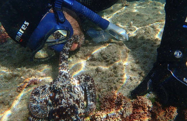 Porto dos Frades Night Snorkelling - Foto 3
