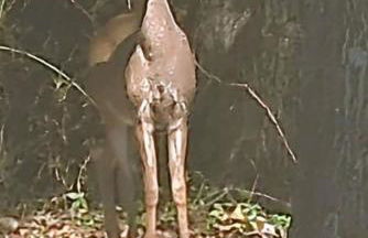 Tranquil Family Home Near BWI Casino Shopping & Fire Pit - Foto 31