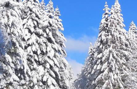 Ferienwohnung Tannenballett im Schwarzwald - Foto 62
