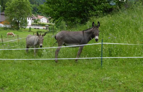 Haus am Rotwiesenbach - Photo 8