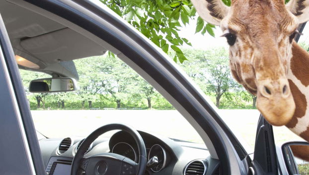 Excursión al Auto Safari Chapín