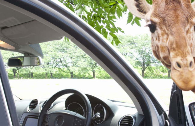 Excursión al Auto Safari Chapín - Foto 5