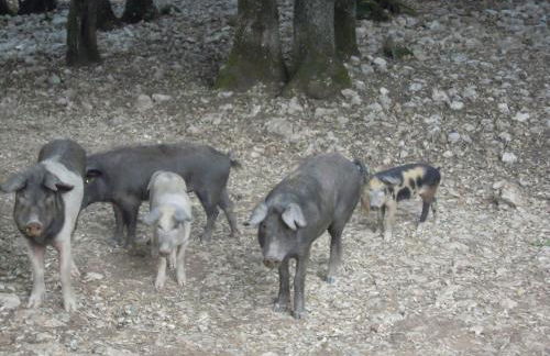 Agriturismo Camisadu - Foto 78