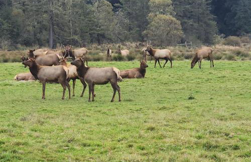 Redwood Farmhouse in the Orick Valley - Photo 39