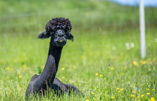 B10 Komfort Dom z 4 sypialniami Alpakami & Basen SPA - Foto 10