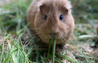 Agroturismo Anziola - Foto 25