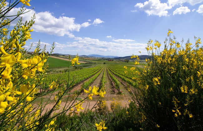 Agriturismo Torribasse - Foto 27