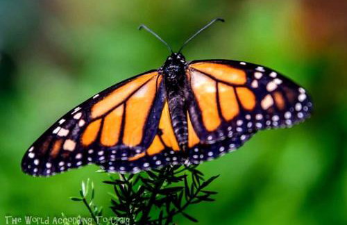 Gorgeous Tiny House with Indoor and Outdoor Lounging Space in Alabama - Foto 66