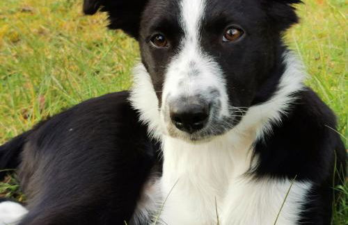Gîte de charme avec terrasse, proche circuit 24H et zoo de la Flèche, idéal pour 4 pers. - FR-1-410-438 - Photo 3