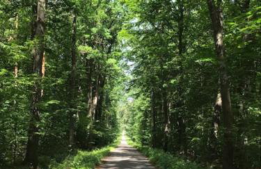 Leśny Domek - Foto 17