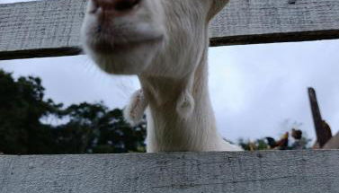 Container na natureza - Foto 5