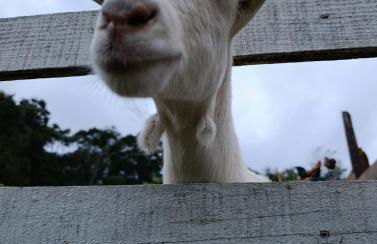 Container na natureza - Foto 5