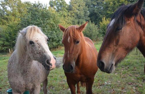 Country house for animals and nature lovers - Photo 11