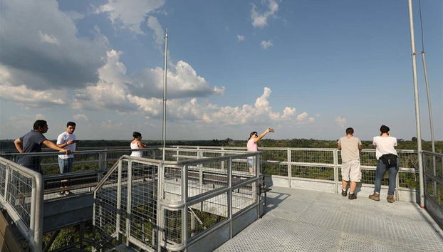 Admire views of the forest