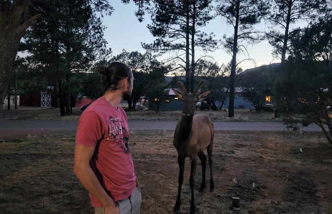 Old County Pine - Photo 16