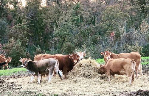 Podere I Massoni - Foto 23