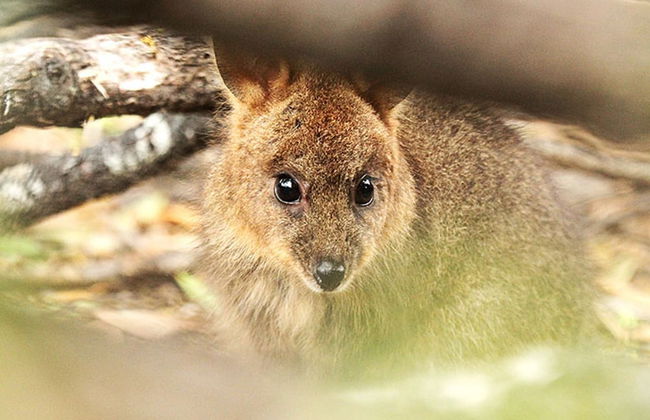 Lumera Chalets - Photo 17