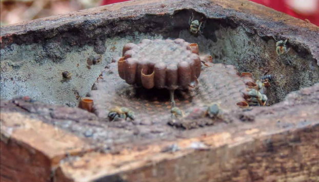 Apicultura das comunidades do Arapiuns