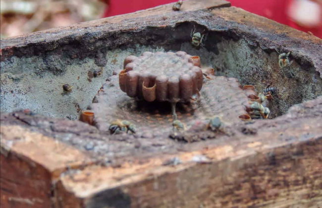 Tour de 5 días por el río Arapiuns - Foto 4