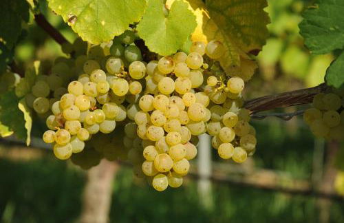 Ferienwohnungen TonArt - modern & stilvoll im Weinort Sommerach - Foto 29