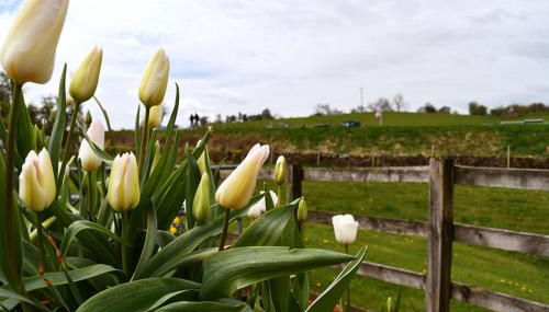 Luxury Self-Catering Apartment - Foto 5, Garden view