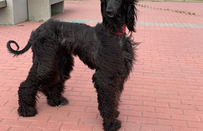 Apartamentos Aljama - Foto 17