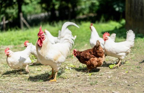 Ferienlandhaus Brunner - Foto 27