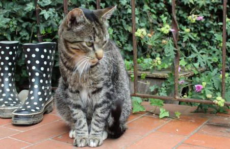 Onkel Hannes - Foto 10