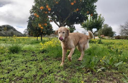 Montinho do Palanque - Foto 43