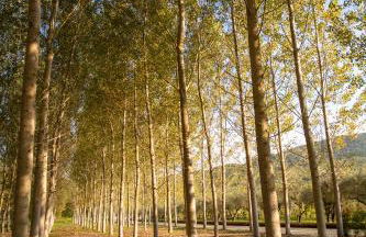 Family Farm Soc. Agr. a r.l. - Foto 41