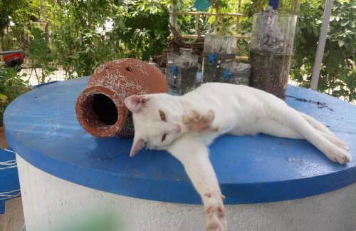 Villa Nantia - Photo 9