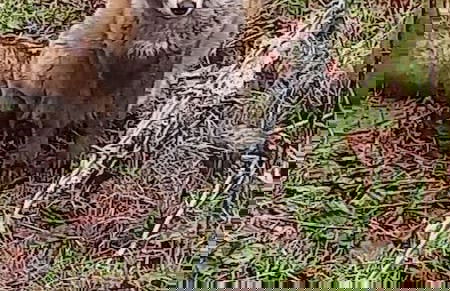 Inviting 2-bed Cottage in Newcastle Emlyn - Foto 13