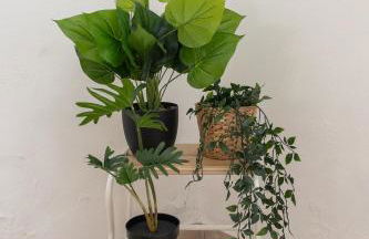 Solar das Flores - Moura - Foto 21