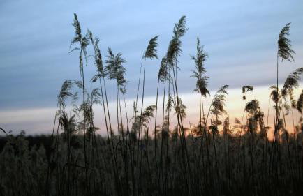 Zielony domek Drzewoszewo - Foto 29