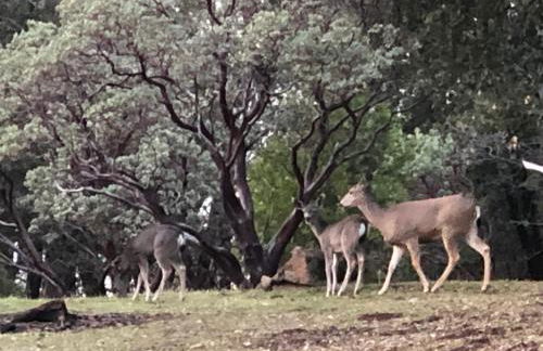 Starlink Mariposa Yosemite mountain retreat - Foto 22