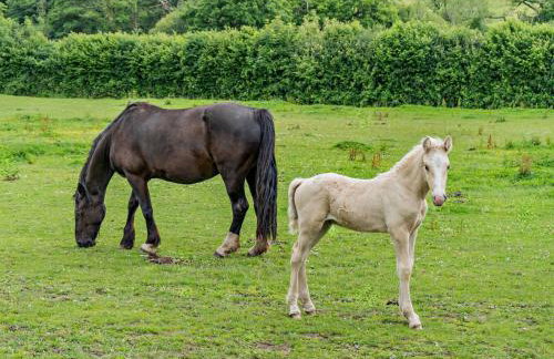 2 Bed in Swansea oc-40480 - Foto 33