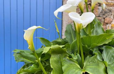 Maison bretonne proche mer - Photo 72