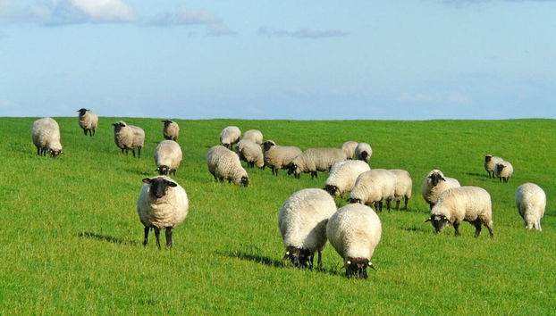 Holiday Home in Burhave mit Großer Terrasse by Interhome - Foto 4, Habitación