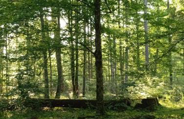 Dom na wsi u Kasi HAJNÓWKA BIAŁOWIEŻA NA WYŁĄCZNOŚĆ - Foto 44