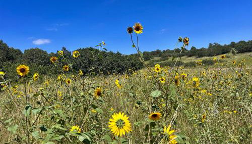 Celestial Casita - Foto 5