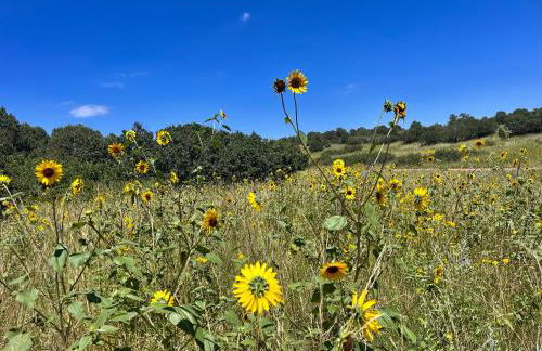 Celestial Casita - Foto 5