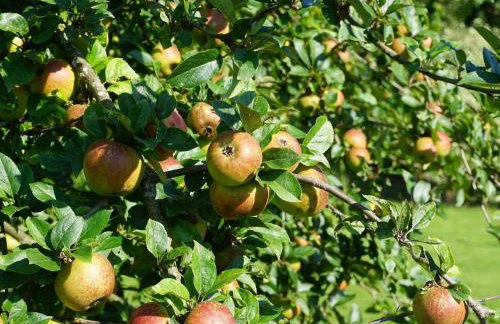 Ferienhaus am Leiselbach - Foto 19