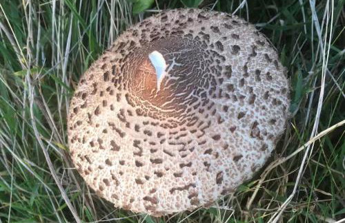 Little Linney - Sleeps 2 - Garden - Wifi - Parking - Photo 75