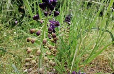 HOME L'UPUPA AMIATA - Foto 59